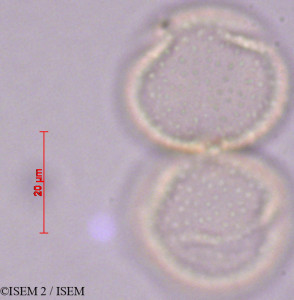 Cleome maculata - lame n° 33558